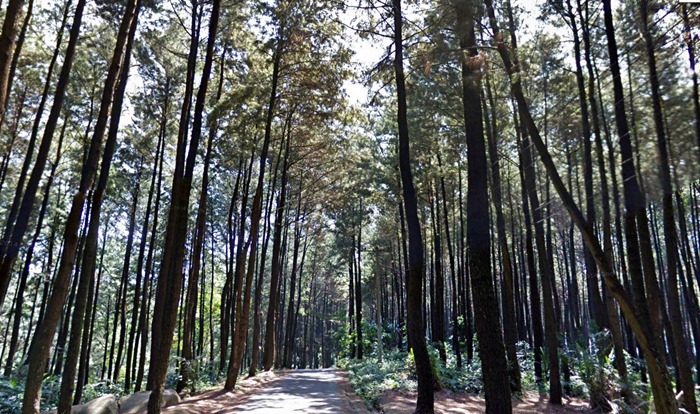hutan pinus sentul